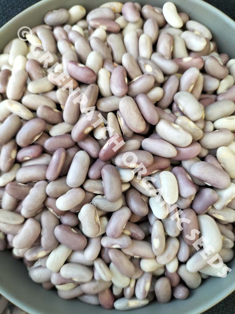 Bean Bush Lavender Seed