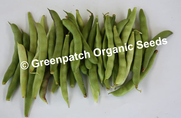 Climbing Bean Delgado Black Mexican seeds