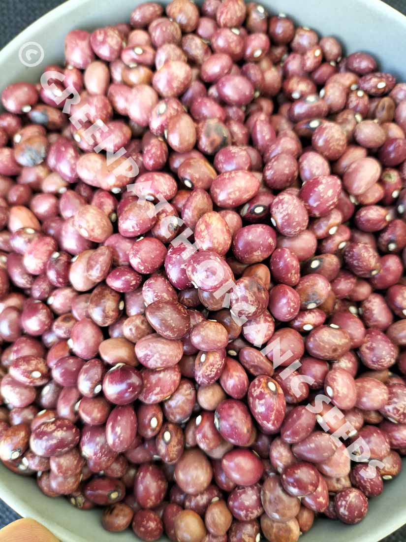 Anto Nearly Round Climbing Bean Seed