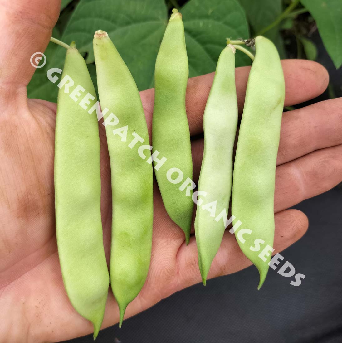Anto Nearly Round Climbing Bean Seed