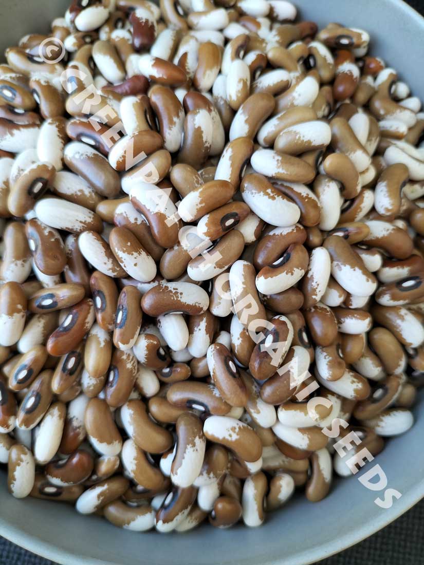 Bush Bean Painted Pony seed