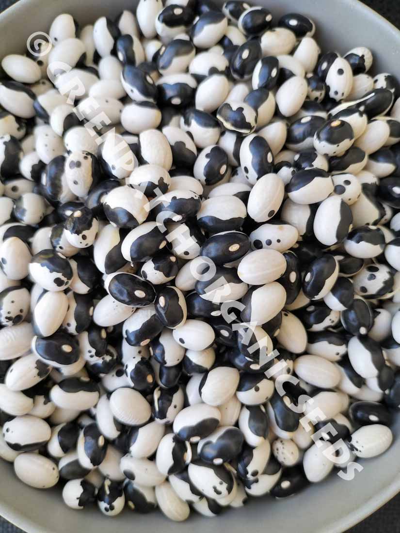 Bean Bush - Yin Yang