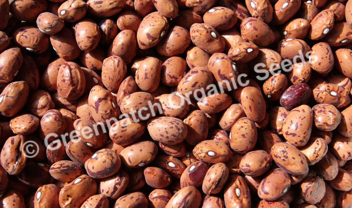 Bush Bean Red Borlotti Seeds