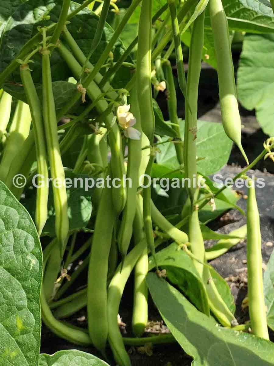 Bush Bean Canario Seeds