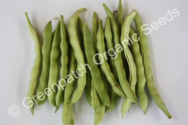 Bush Bean Epicure Seeds