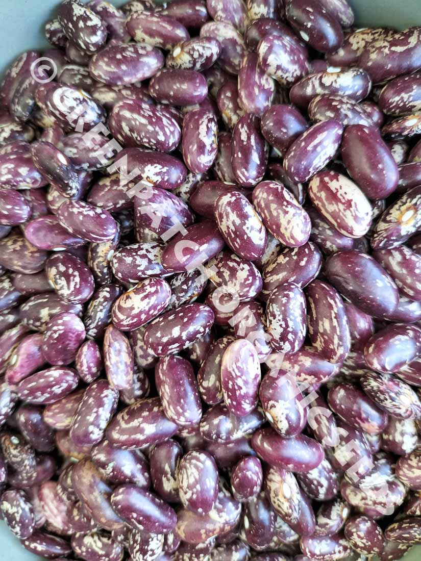 Bean Bush - Prince Spanish Tolosana Kidney Bean