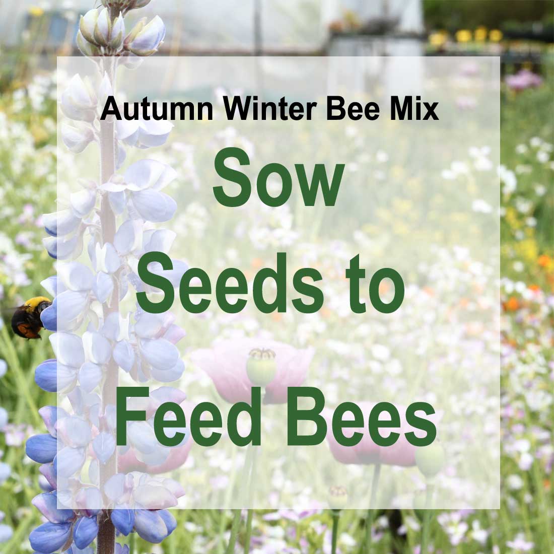 Autumn Winter Bee Mix Seeds