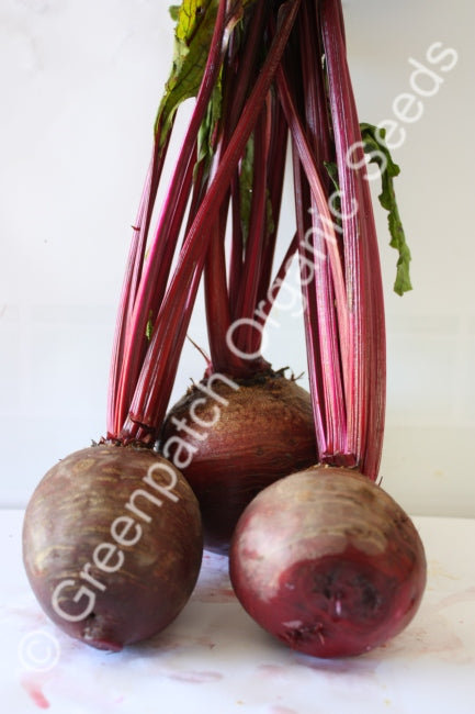 Beetroot - Detroit Red
