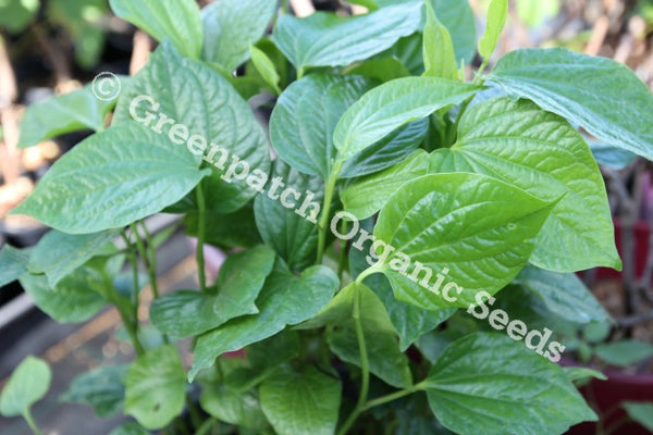 Buy Organic Betel Leaf Plants
