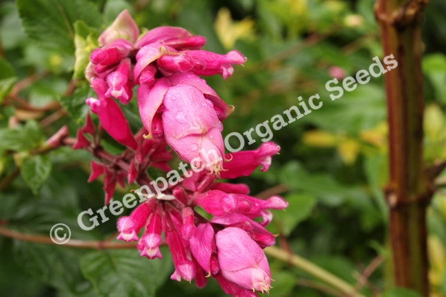 Salvia - Bethel Sage