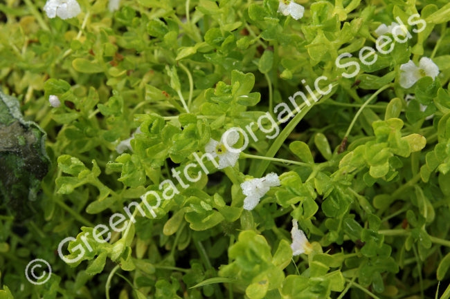 Brahmi Plant