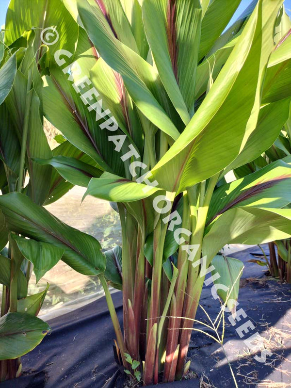 Black Turmeric Plants - Australian Grown