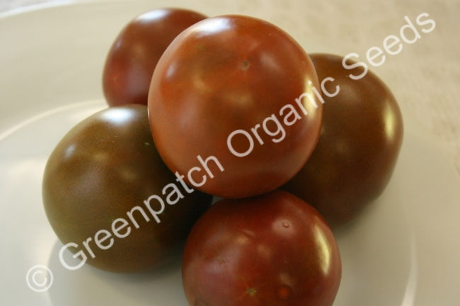 Tomato - Black Russian Plants