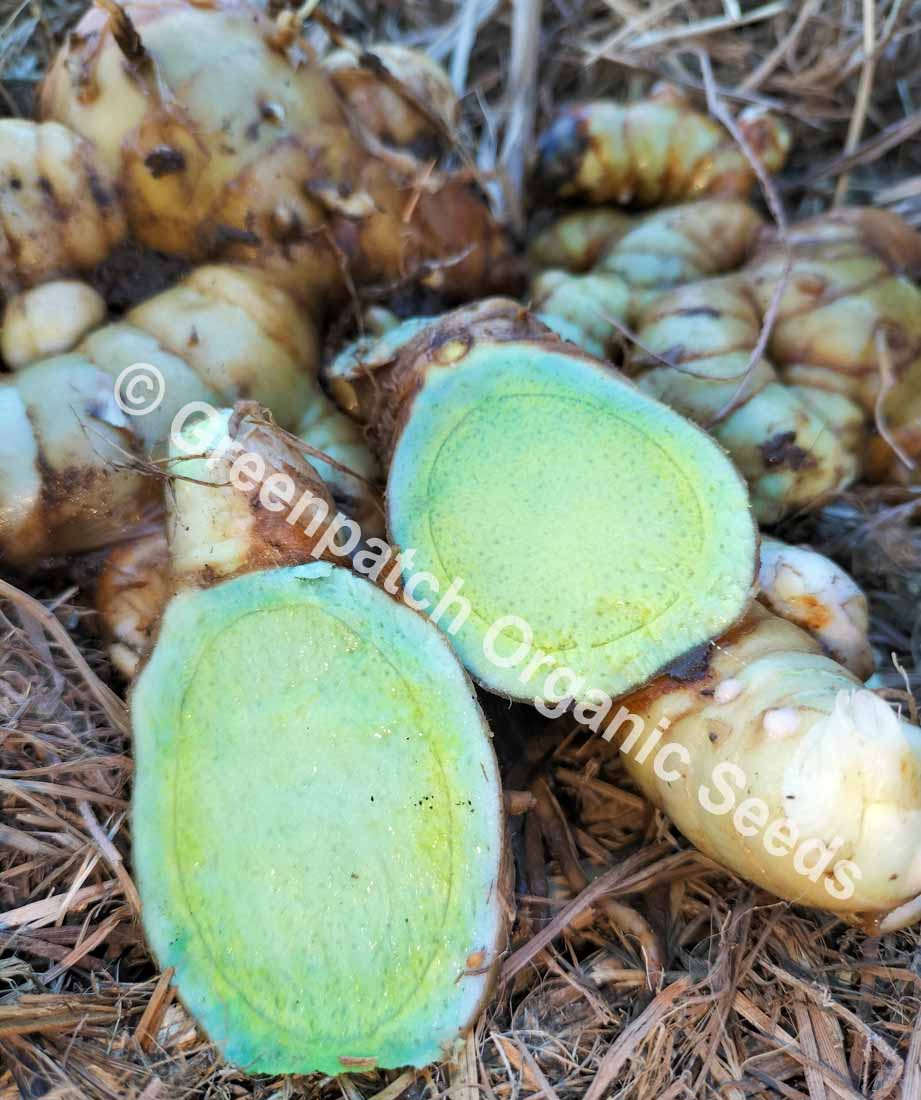 Black Turmeric Plants