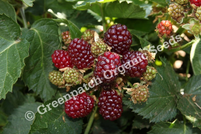 Blackberry Thornless Plant