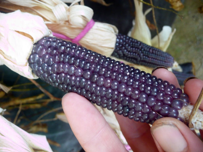 Corn Popcorn - Blue Mini