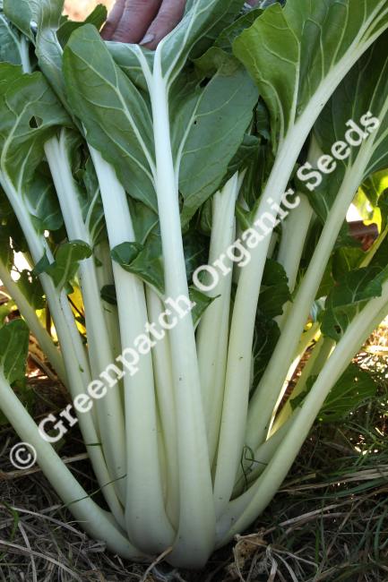 Bok Choy Seeds