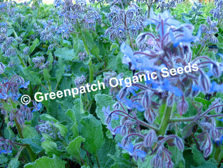 Borage Seed