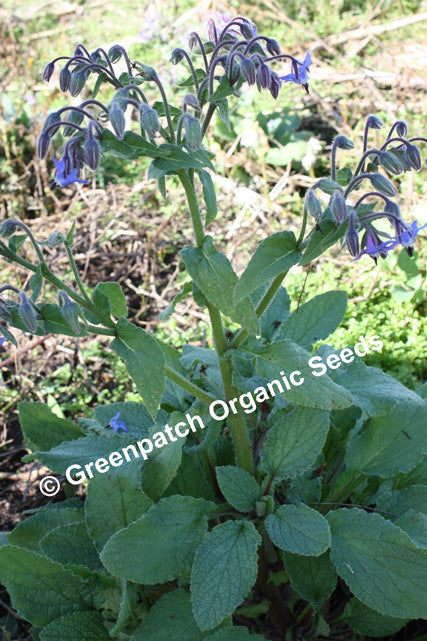 Borage - Blue Flowered