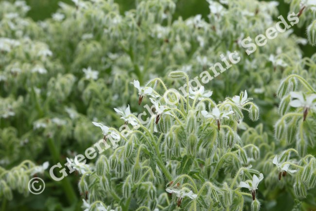 Borage - White Flowered