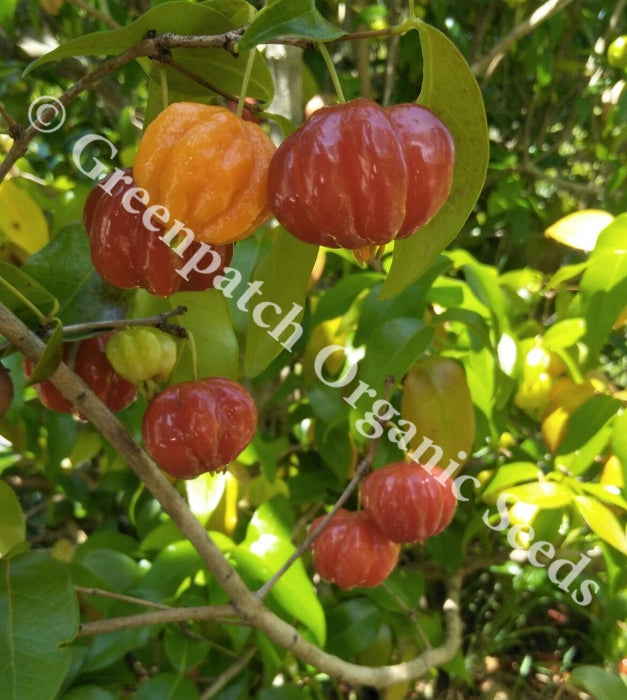 Brazilian Cherry Plant
