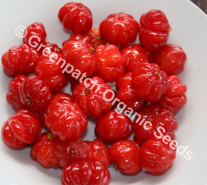 Brazilian Cherry Plant