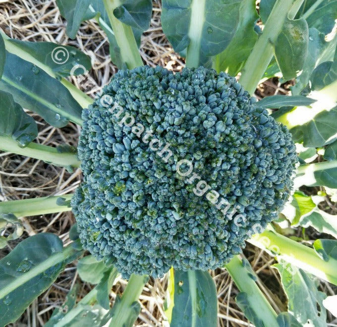 Broccoli - Umpqua