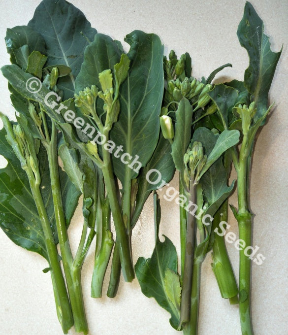 Broccoli - Chinese Gai Lan
