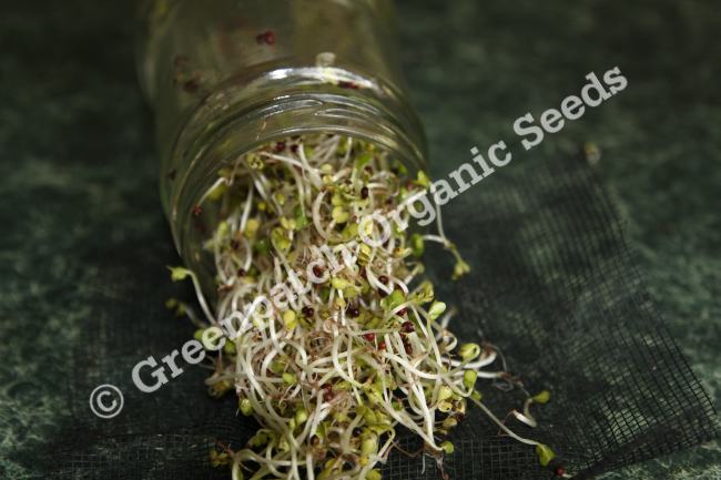 Broccoli - Sprouting