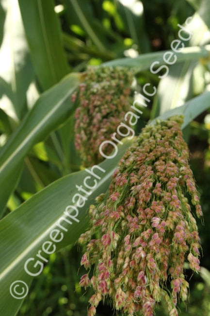 broom plant seeds Broom Millet Seed Organic
