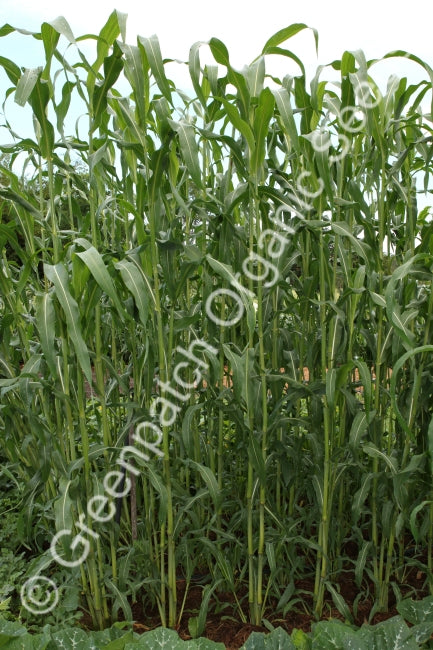 Broom Millet Seeds