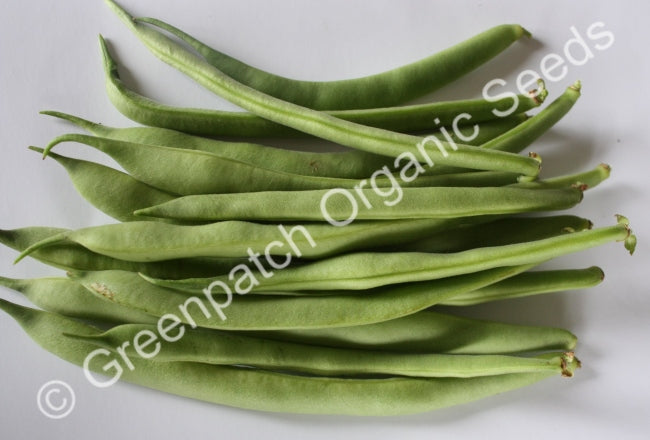 Bean Bush - Brown Beauty