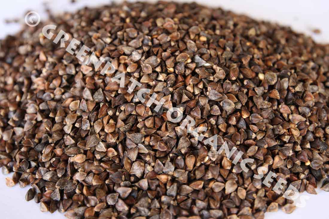 buckwheat plant seed Buckwheat Seed
