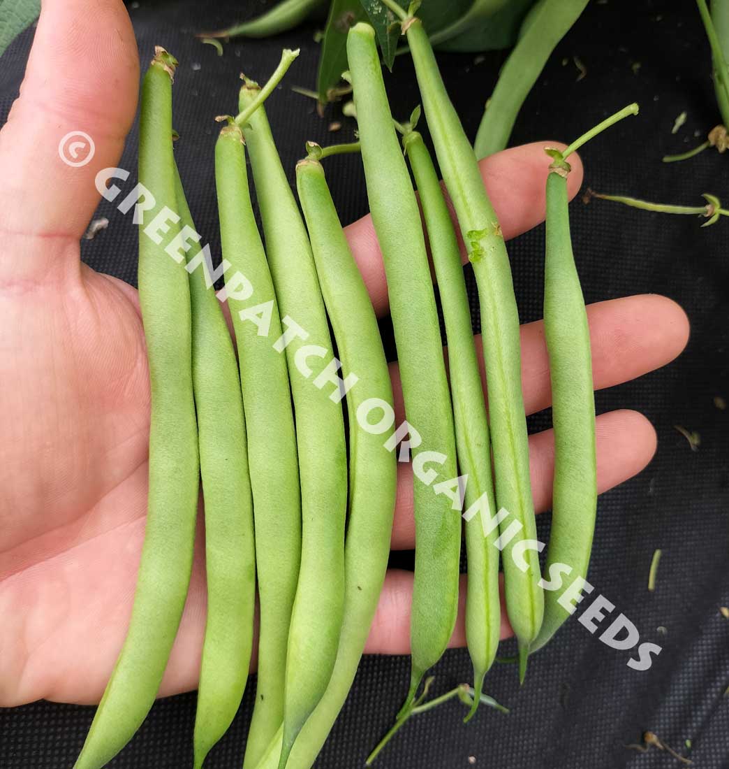 Bush Bean Painted Pony seed