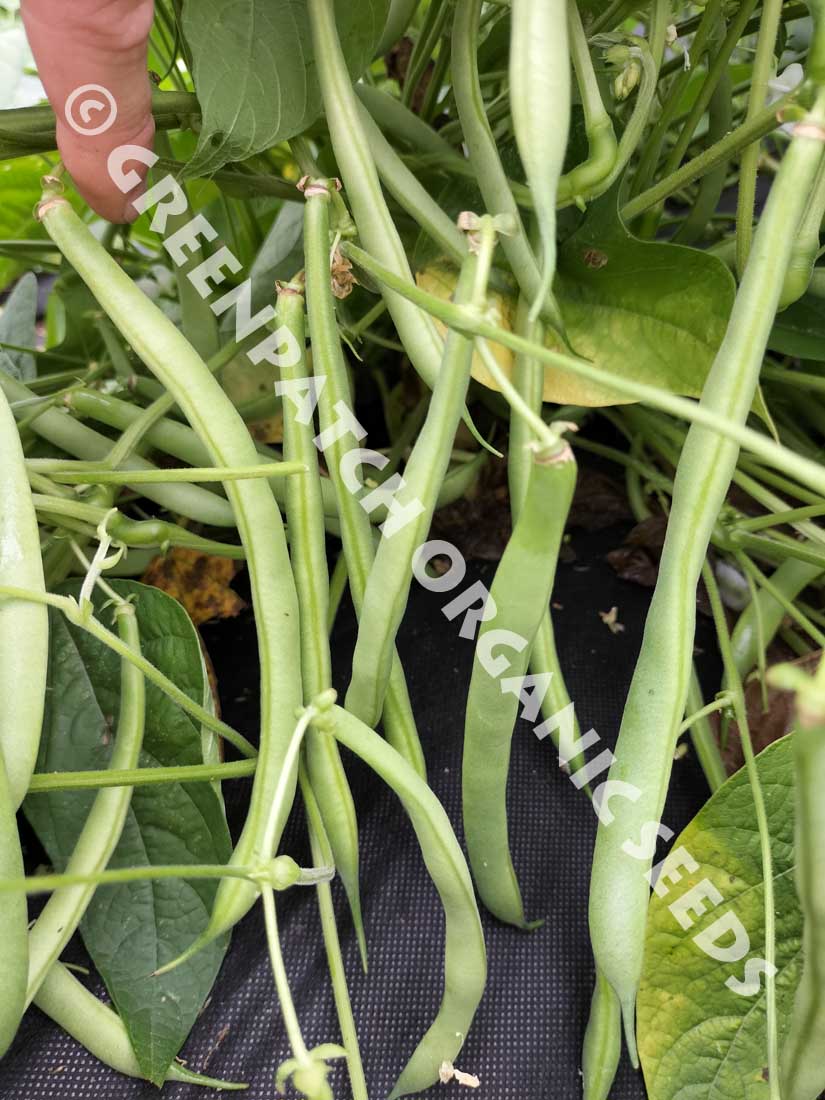Bean Bush - Painted Pony - Greenpatch Organic Seeds