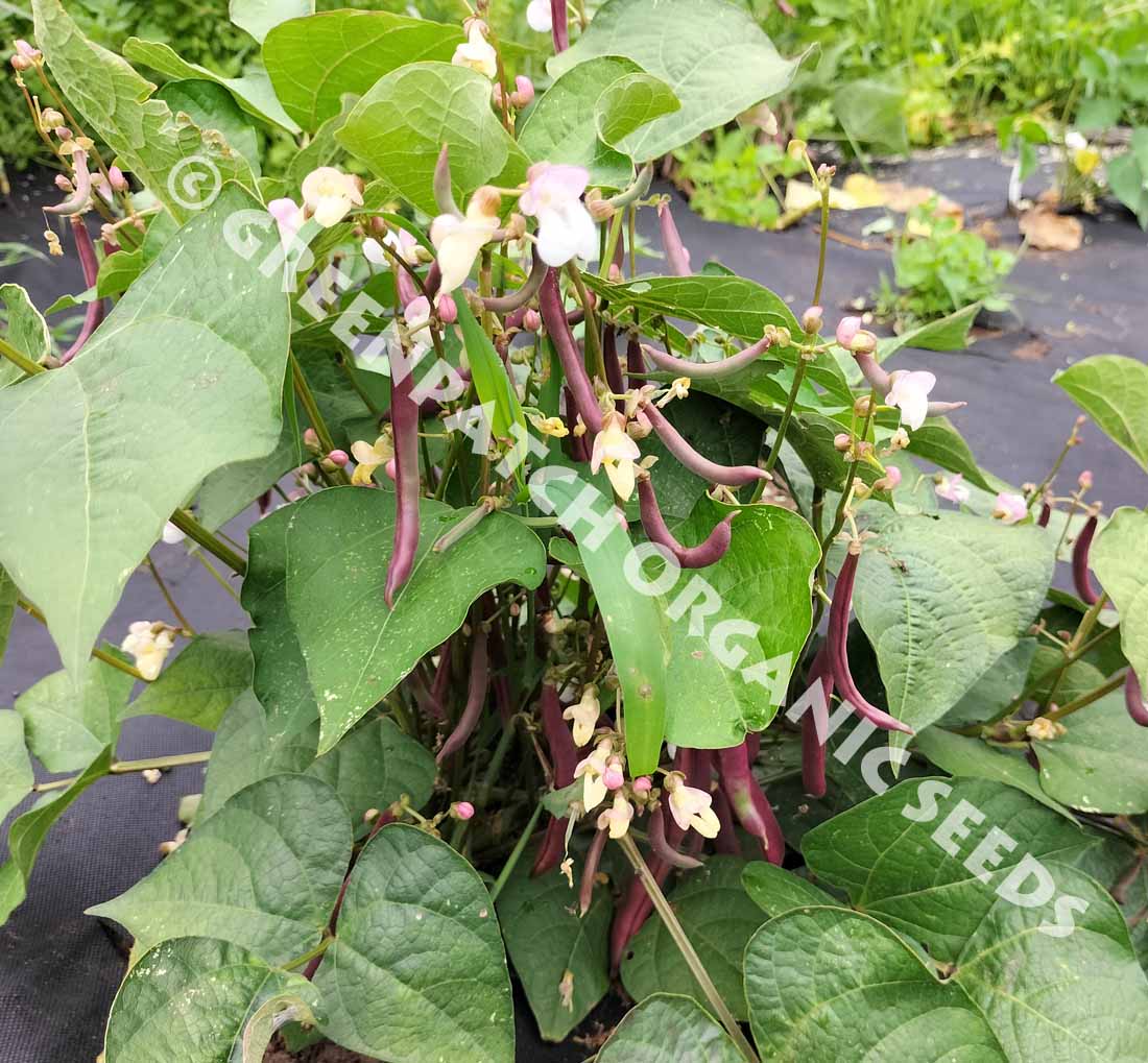 Bush Bean Red Swan Pods