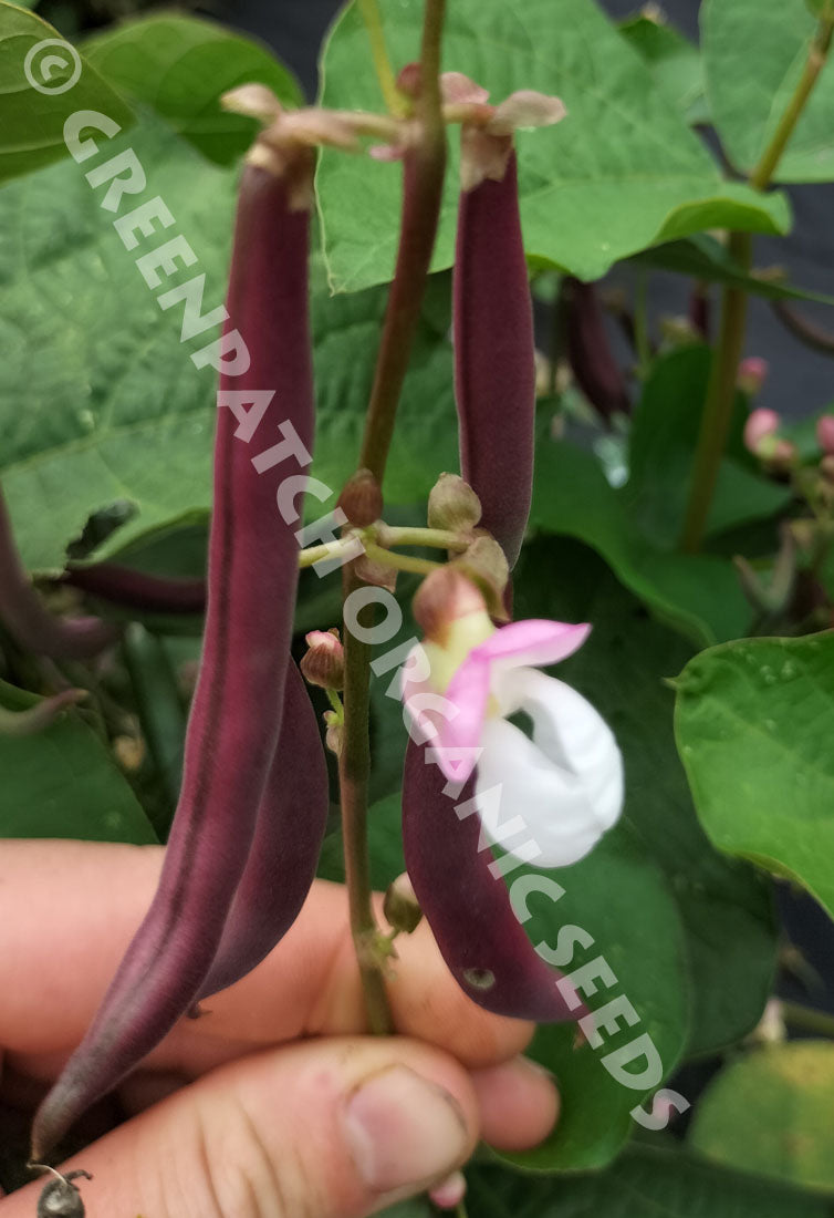 Bush Bean Red Swan Pods and flower
