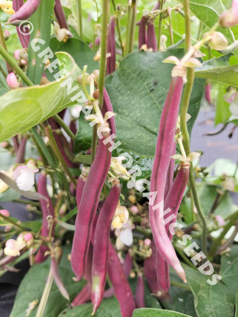Bush Bean Red Swan Pods