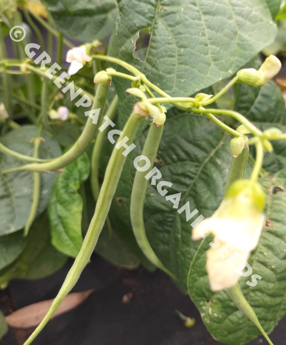 devil seed plant Bean Bush - Devil Fin Precoce
