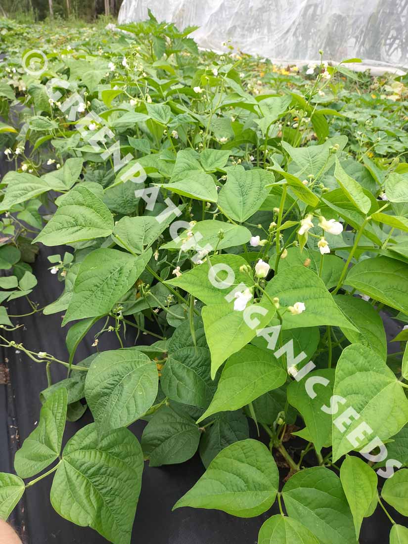 Devil Fin Precoce Bean Plants