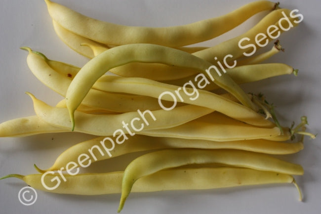 Bean Bush - Butter Bush