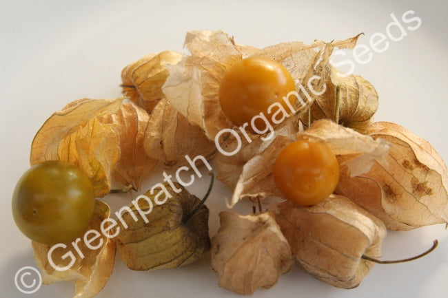 Cape Gooseberry Plant