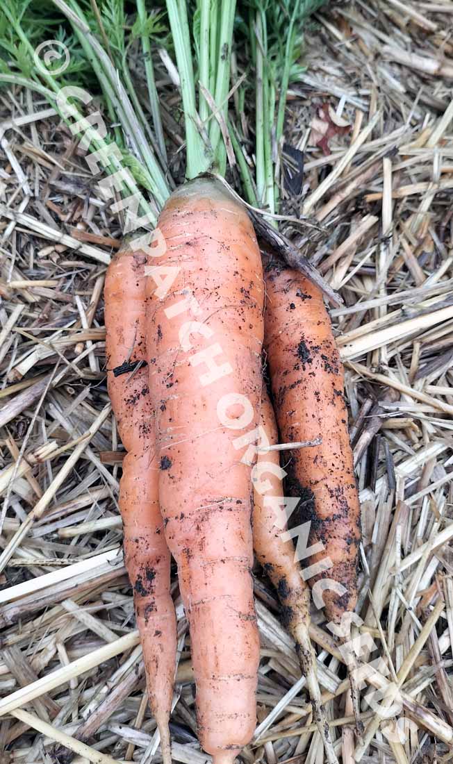 All Seasons Carrot