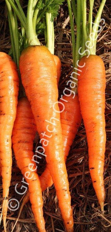 Carrot - Danvers