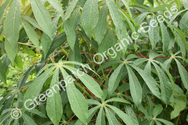 Cassava Tapioca Plant