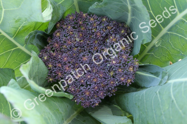 Cauliflower - Purple Sicily