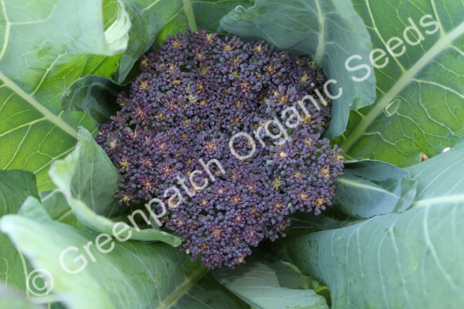 cauliflower seeds from plant Purple Sicily Cauliflower Seed
