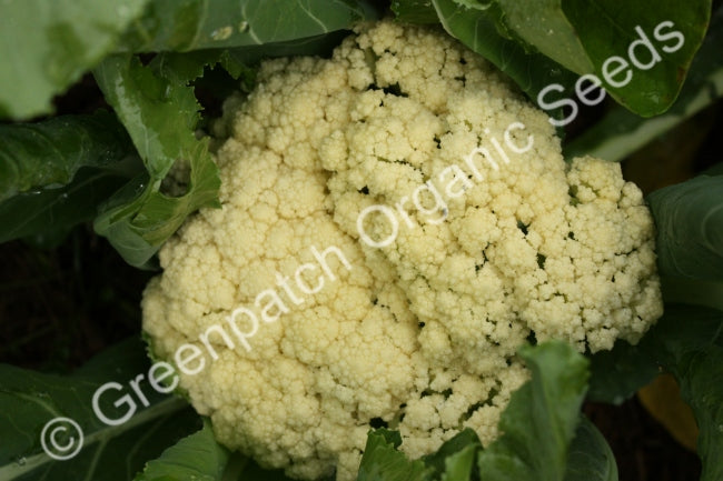 Cauliflower Seeds
