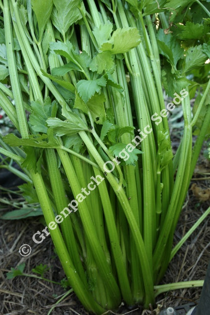 Celery Seed