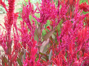 Celosia - Red